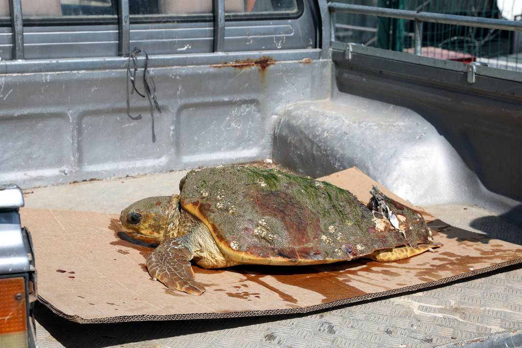 Yaralı bulunan caretta hastaneye kaldırıldı 4