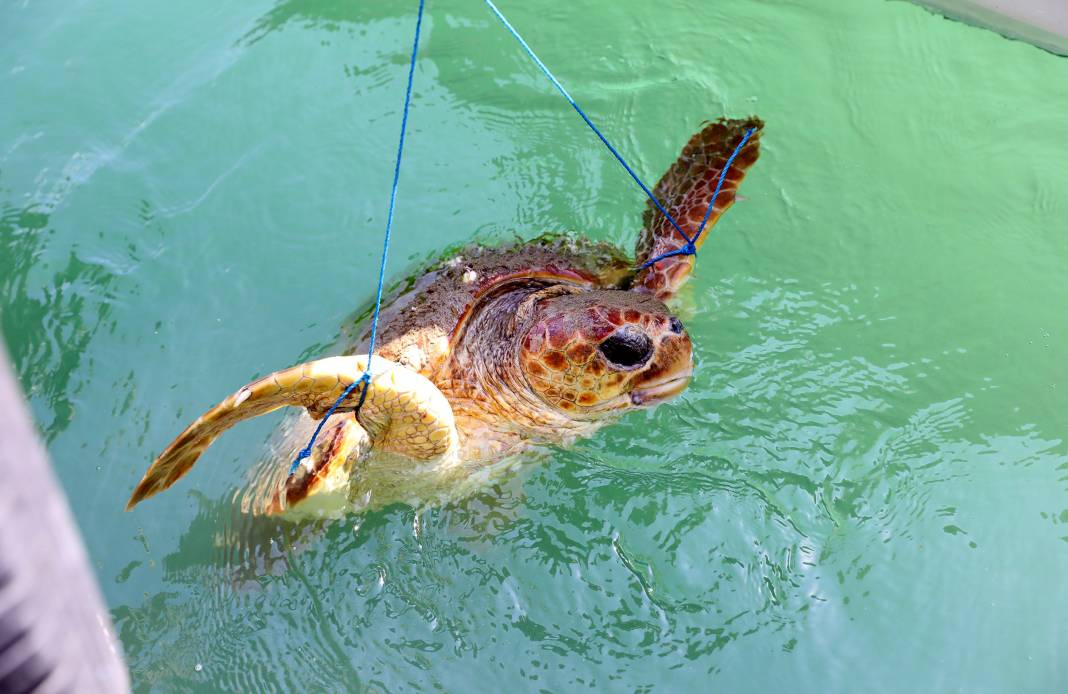 Yaralı bulunan caretta hastaneye kaldırıldı 5