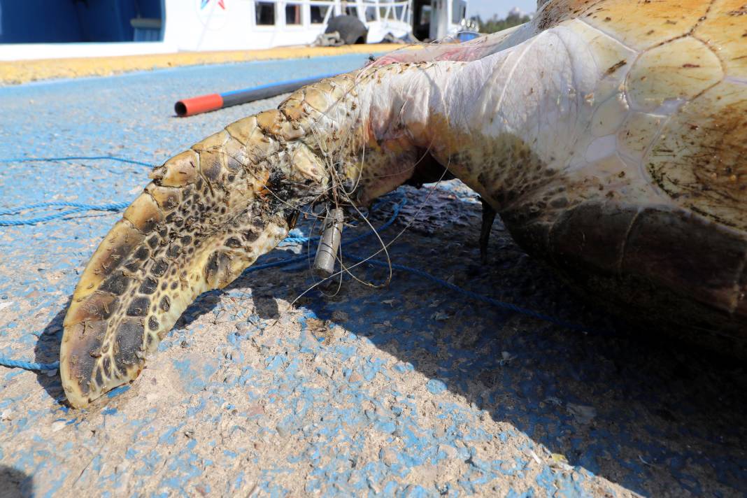 Yaralı bulunan caretta hastaneye kaldırıldı 1