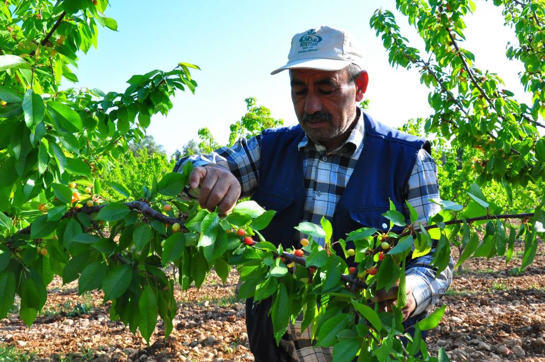 İlk kiraz hasadı: Kilosu 700 TL'ye satıldı, vali ve belediye başkanı törene katıldı 5