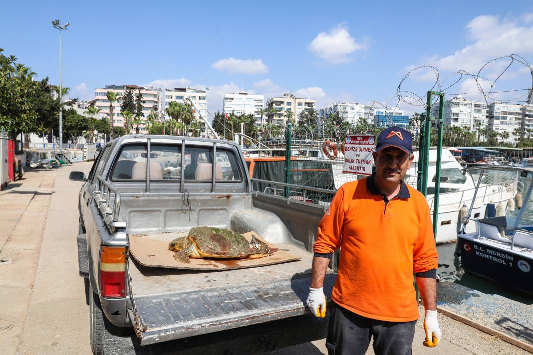 Yaralı bulunan caretta hastaneye kaldırıldı 3