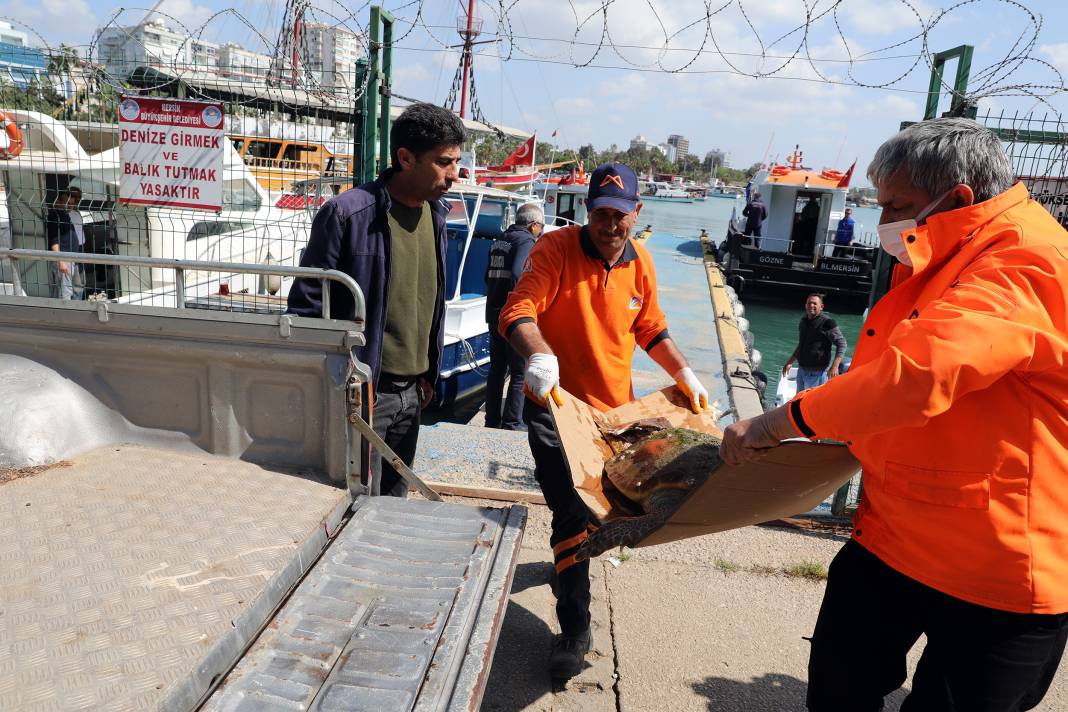 Yaralı bulunan caretta hastaneye kaldırıldı 2