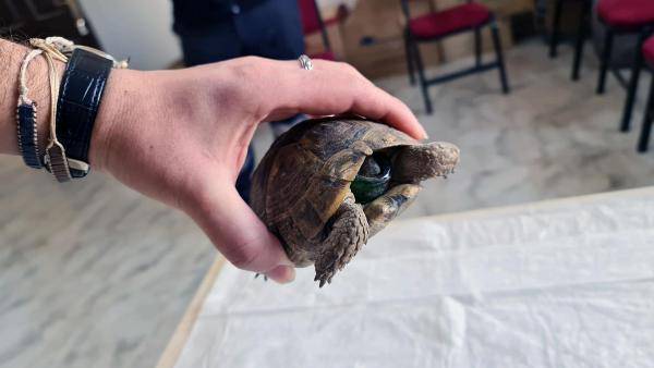 'Hayat Tamircisi'nden kaplumbağa operasyonu 2