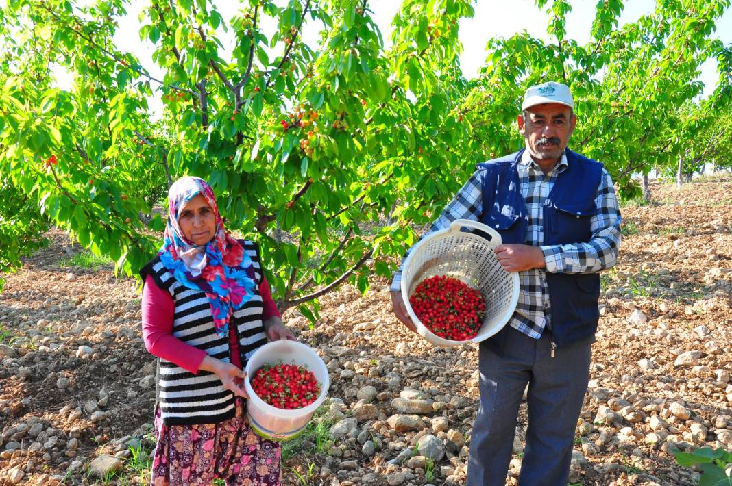 İlk kiraz hasadı: Kilosu 700 TL'ye satıldı, vali ve belediye başkanı törene katıldı 2