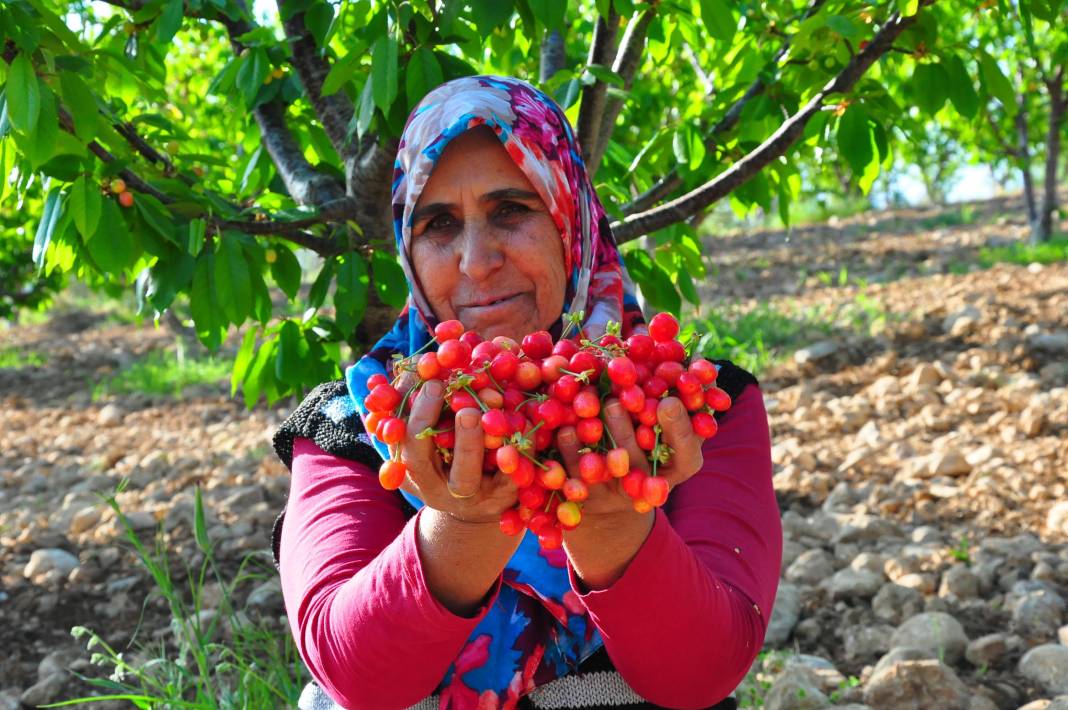 İlk kiraz hasadı: Kilosu 700 TL'ye satıldı, vali ve belediye başkanı törene katıldı 3