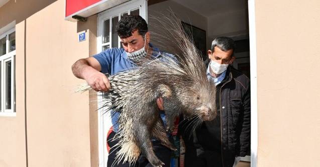 'Eti şifalı' diye avlanan oklu kirpilerin nesli tükeniyor 2