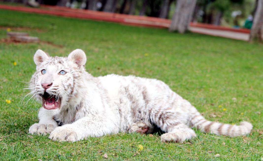 Villadan kurtarılan albino Bengal Kaplanı yeni evine taşındı 3
