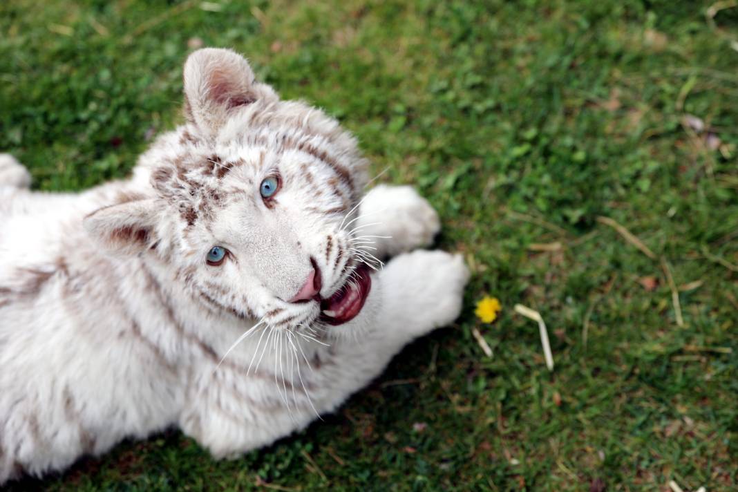 Villadan kurtarılan albino Bengal Kaplanı yeni evine taşındı 4