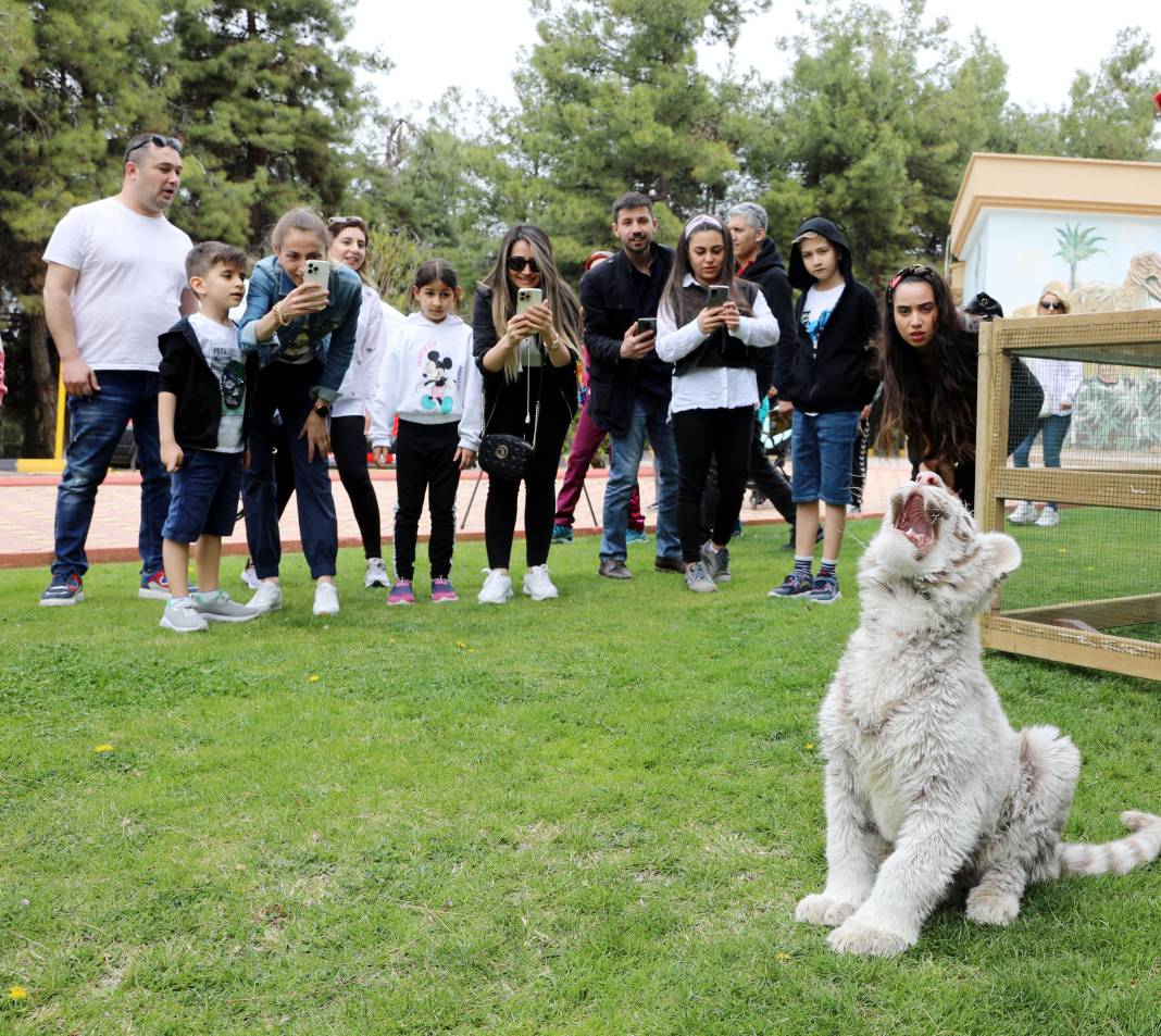 Villadan kurtarılan albino Bengal Kaplanı yeni evine taşındı 2