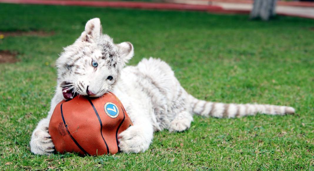 Villadan kurtarılan albino Bengal Kaplanı yeni evine taşındı 1