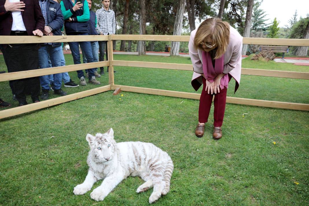 Villadan kurtarılan albino Bengal Kaplanı yeni evine taşındı 5
