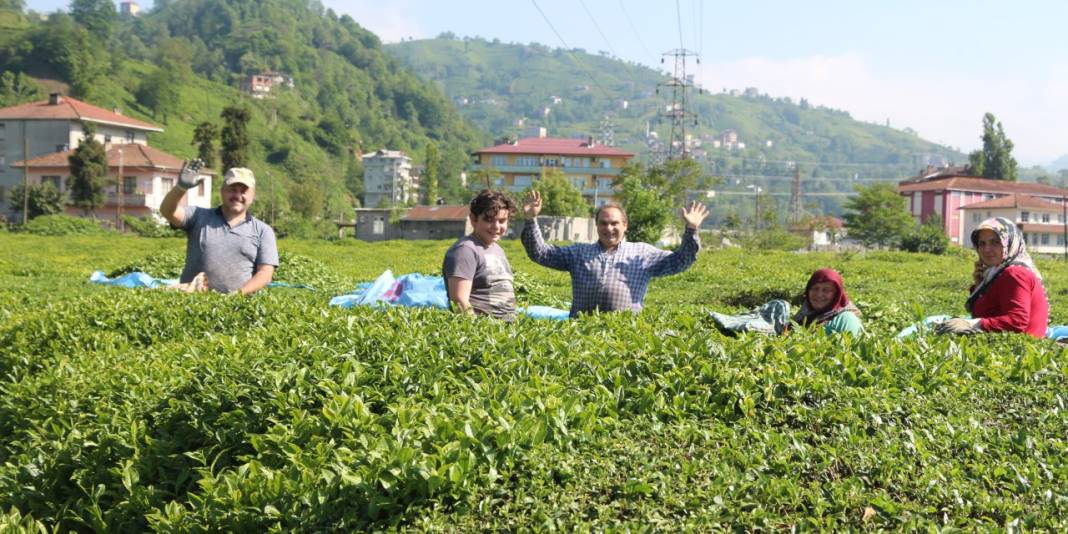 Rize'ye 'çay göçü': Nüfus dört kat arttı 1