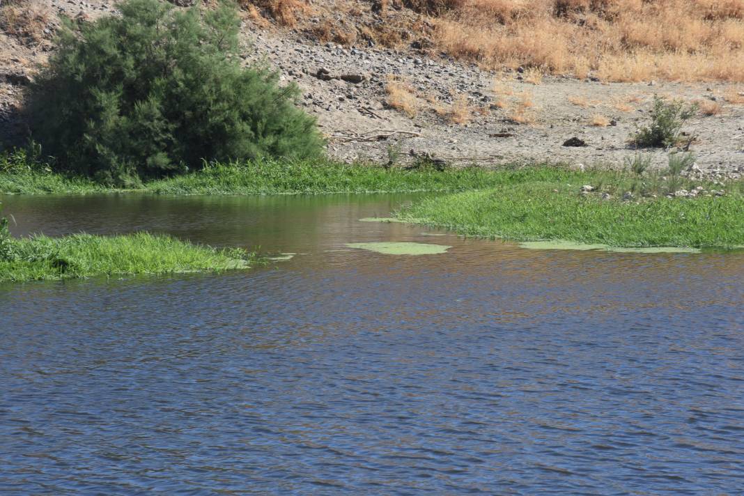 Tarım arazilerinin sulandığı Gediz Nehri'nde kirlilik: Hayvanlar zehirleniyor 2