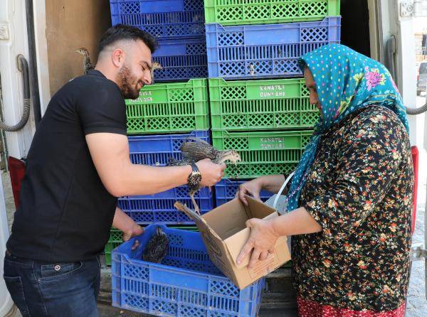 Antalya'da 2 bin hindiye zor görev: Milyarlarca çekirgeyi yok edecekler 12