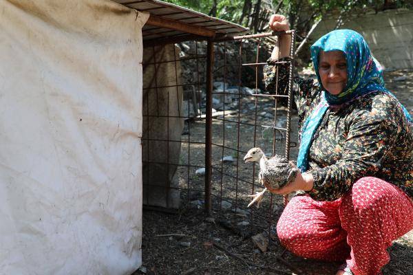 Antalya'da 2 bin hindiye zor görev: Milyarlarca çekirgeyi yok edecekler 6