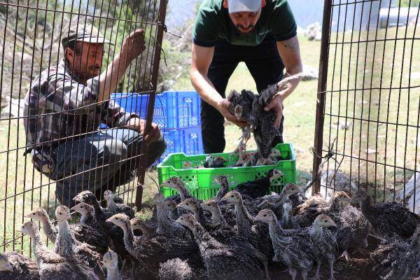 Antalya'da 2 bin hindiye zor görev: Milyarlarca çekirgeyi yok edecekler 3