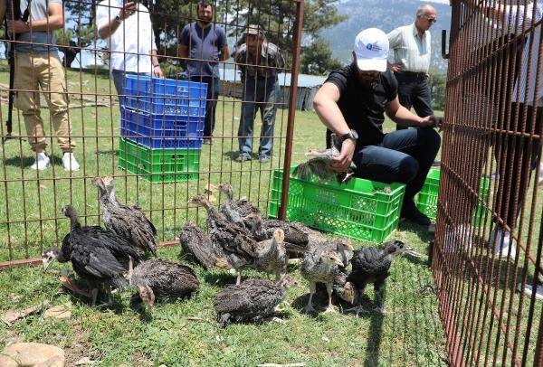 Antalya'da 2 bin hindiye zor görev: Milyarlarca çekirgeyi yok edecekler 1