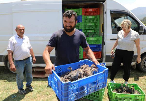 Antalya'da 2 bin hindiye zor görev: Milyarlarca çekirgeyi yok edecekler 2