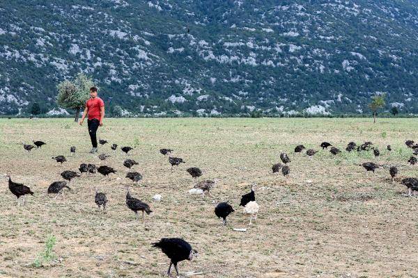 2 bin hindi meraya çıktı, bir haftada 500 milyon istilacı çekirge yedi 2