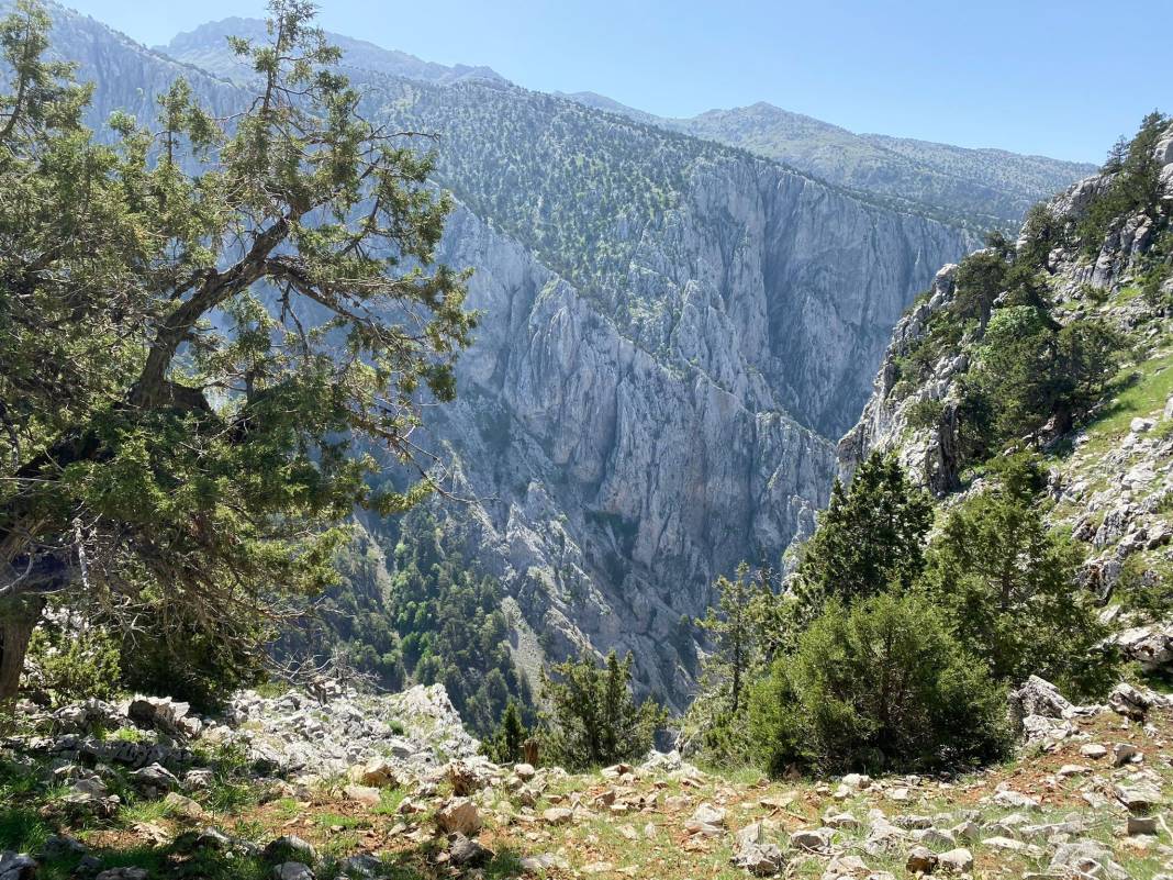 Tokalı Kanyonu'nda üç tür akbaba görüntülendi 1