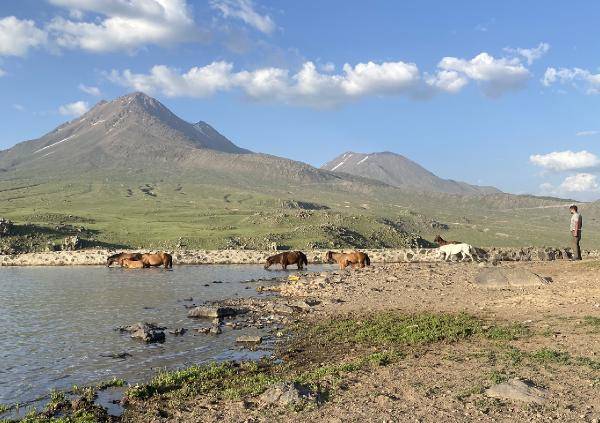 Yılkı atları kafa dinledi, polis atları gürültü eğitiminden geçti 9