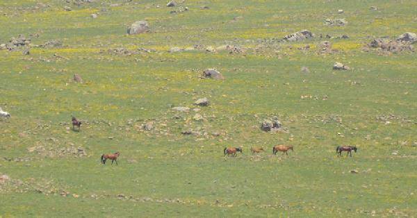 Yılkı atları kafa dinledi, polis atları gürültü eğitiminden geçti 10