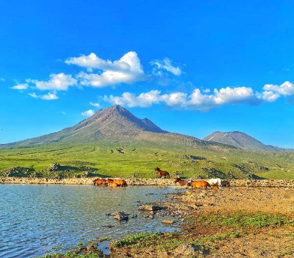Yılkı atları kafa dinledi, polis atları gürültü eğitiminden geçti 8