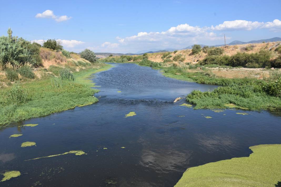 Tarım arazilerinin sulandığı Gediz Nehri'nde kirlilik: Hayvanlar zehirleniyor 6