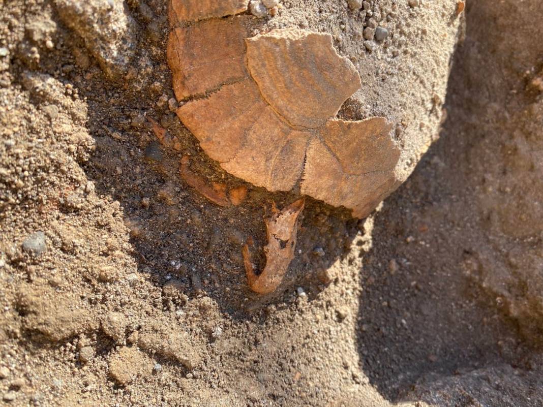 Pompeii'de yeni keşif: Bir kaplumbağa ile yumurtasının kalıntıları bulundu 3