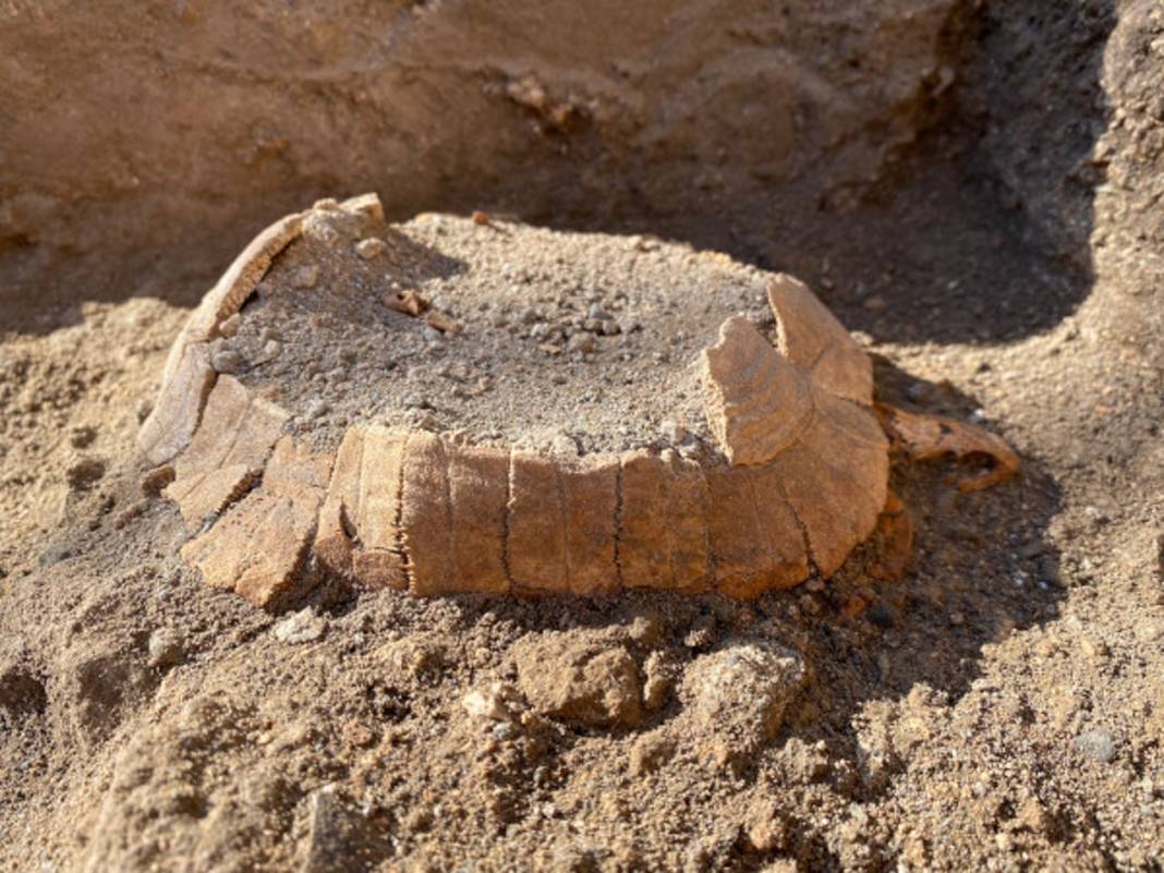 Pompeii'de yeni keşif: Bir kaplumbağa ile yumurtasının kalıntıları bulundu 7