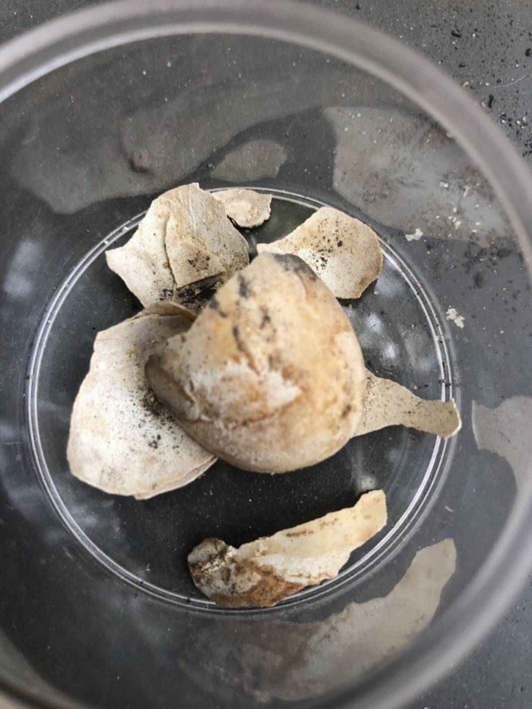 Pompeii'de yeni keşif: Bir kaplumbağa ile yumurtasının kalıntıları bulundu 6