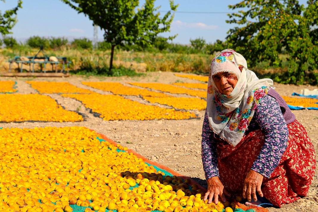 Hasat sürüyor: Dünyadaki tüm kaysı ağaçlarının yarısından fazlası Malatya'da 5