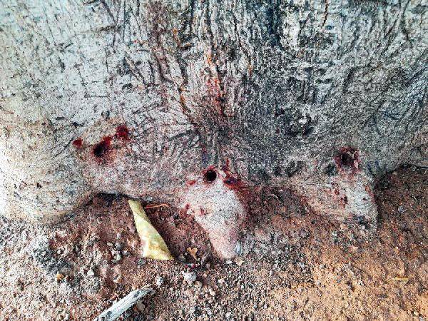 Özgecan Aslan'ın ağacını da katlettiler: Asitli saldırı 2