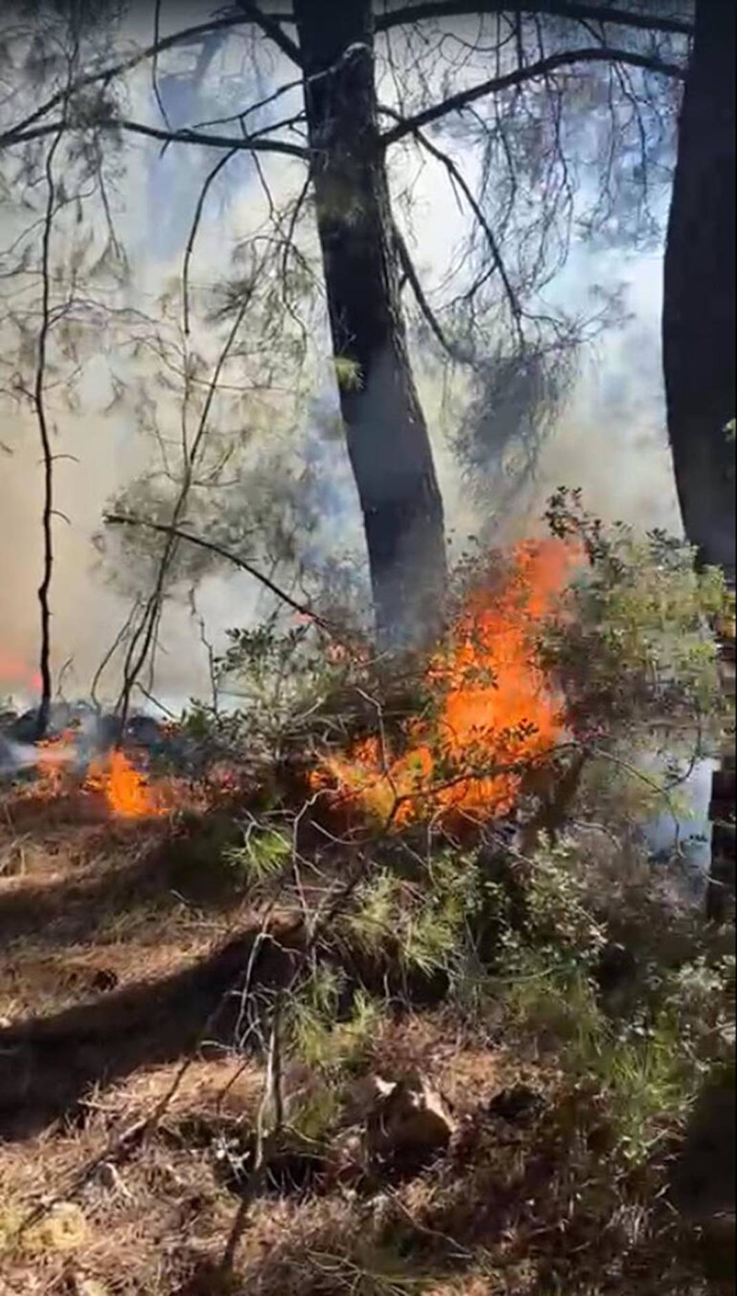Türkiye'de üç ilde orman yangını çıktı: Manisa, Muğla ve Kütahya yanıyor 4