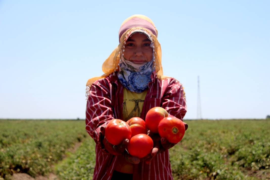 Adana’daki son mahsul domates: Bahçede 3 buçuk, markette 15 lira 5