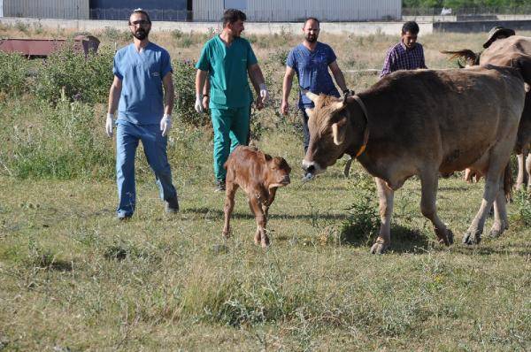 Aslen Teksaslılar, doğma büyüme Karslılar: Kafkas Gülü, Anadolu ve Sarp 6