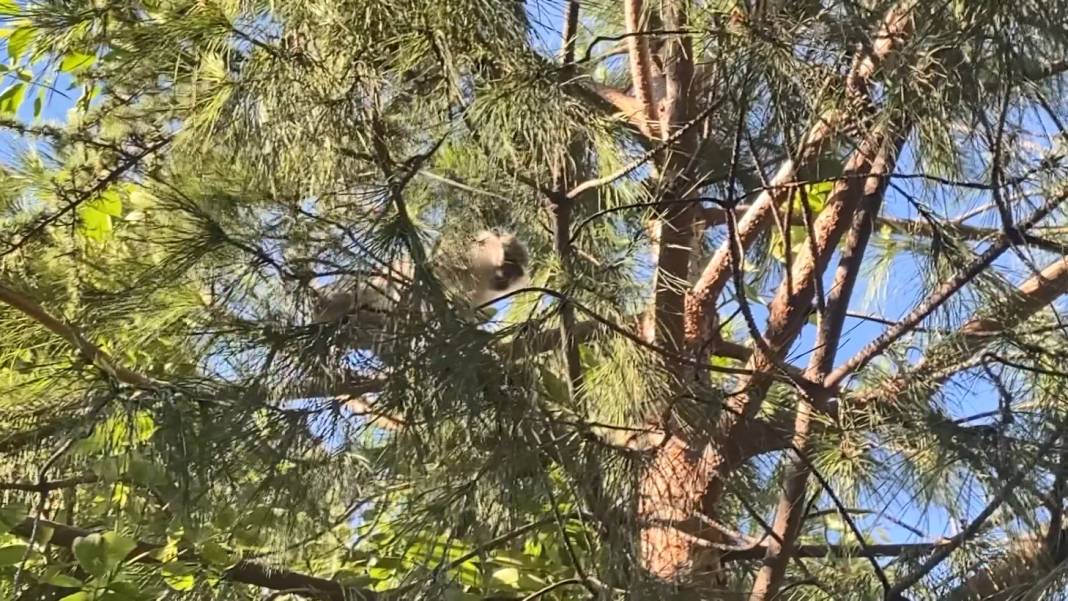 Bağcılar'da maymun şaşkınlığı: Mahalleli muz atarak yakalamaya çalıştı 1