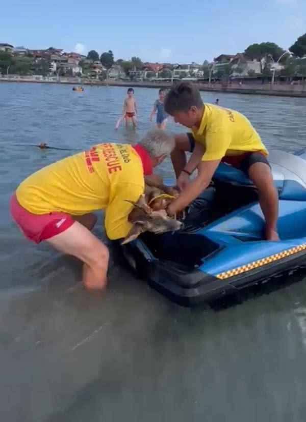 Yavru geyik deniz keyfi yaparken mahsur kaldı: Jet ski ile kurtarıldı 5