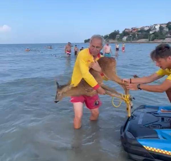 Yavru geyik deniz keyfi yaparken mahsur kaldı: Jet ski ile kurtarıldı 4
