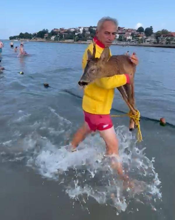 Yavru geyik deniz keyfi yaparken mahsur kaldı: Jet ski ile kurtarıldı 3