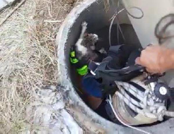 Yavru kedi kurtarma operasyonu: 10 gün sürdü, mutlu sonla bitti 2