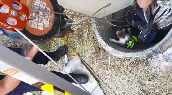 Yavru kedi kurtarma operasyonu: 10 gün sürdü, mutlu sonla bitti 1