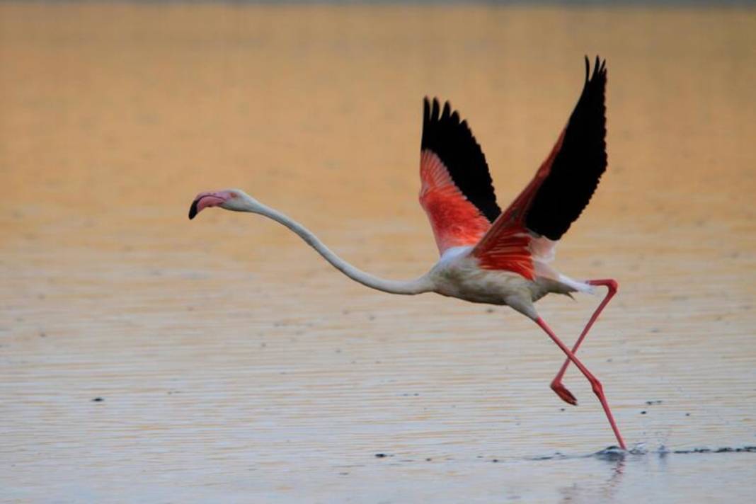 Bakan Kurum: Flamingolar kurtuldu, göçe hazırlanıyor 2