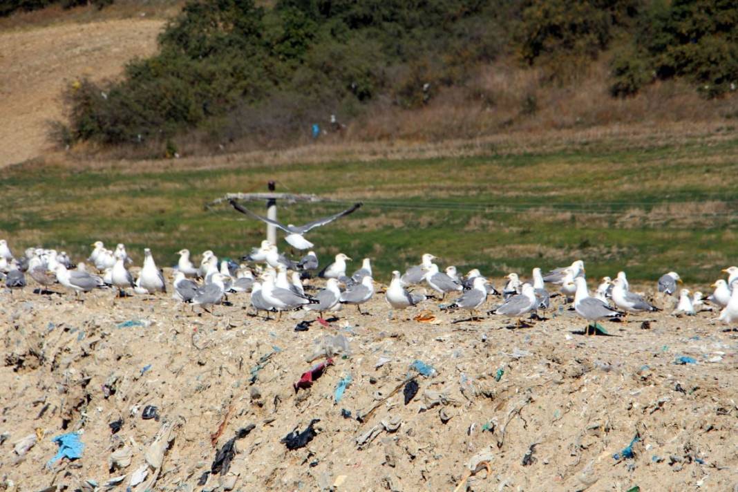 Edirne'de 'katil martı' paniği: Şehirdeki kuş popülasyonu hızla azalıyor 3