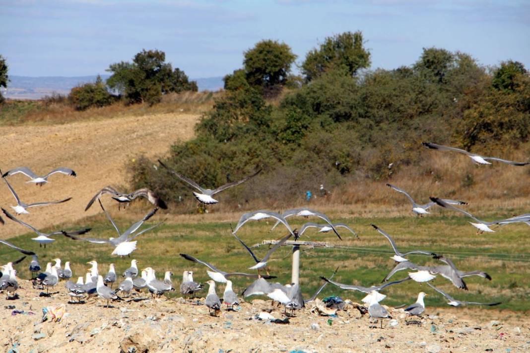 Edirne'de 'katil martı' paniği: Şehirdeki kuş popülasyonu hızla azalıyor 1