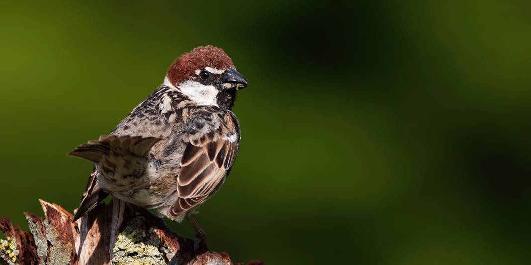 Doğa fotoğrafçıları, kamuflaj giyerek kuşları saatlerce bekliyor 9
