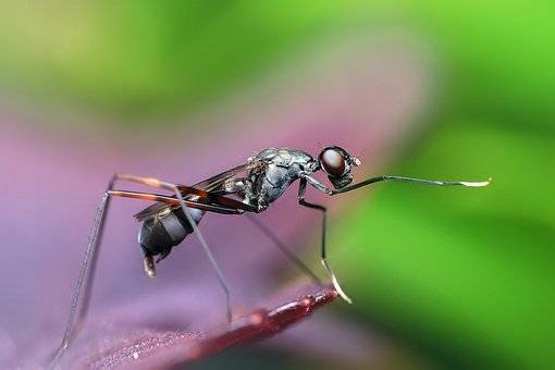 Bilim insanlarından önemli keşif: Karıncalar kanser tespitinde kullanılıyor 4