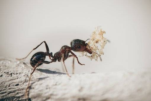 Bilim insanlarından önemli keşif: Karıncalar kanser tespitinde kullanılıyor 2