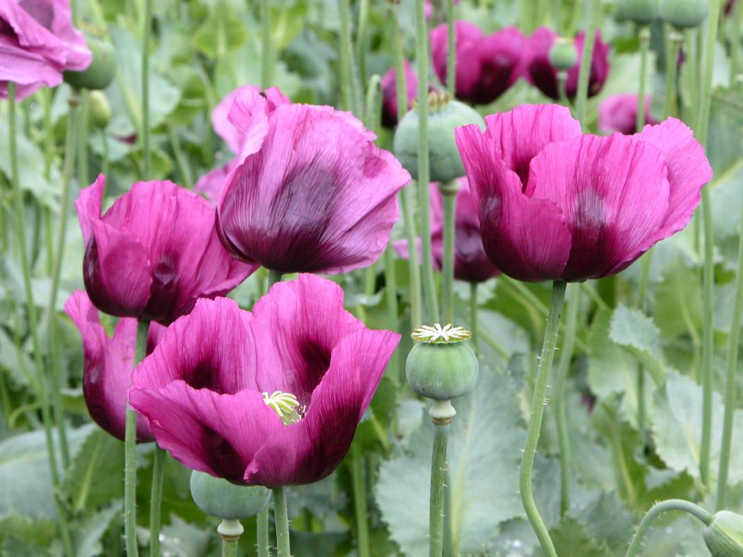 Prof. Dr. Okan Tüysüz çeşit çeşit fay örnekleri paylaştı: Fay nasıl bir şeydir diyenlere gelsin 10