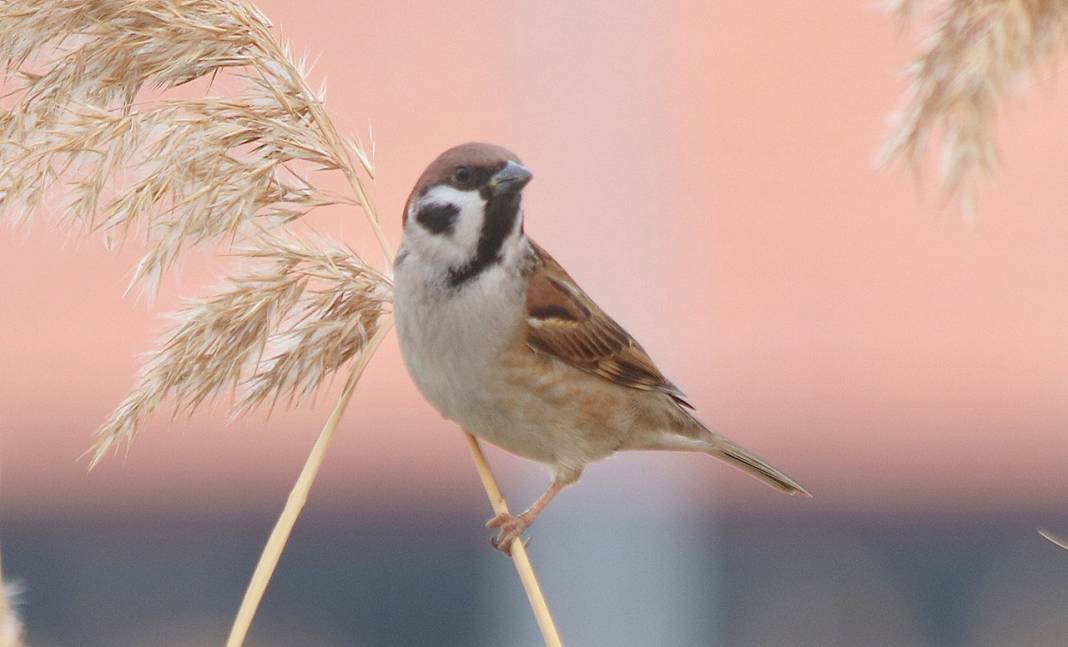 Türkiye'deki 10 kuş türünün altısı Burdur havzasında görüldü 3